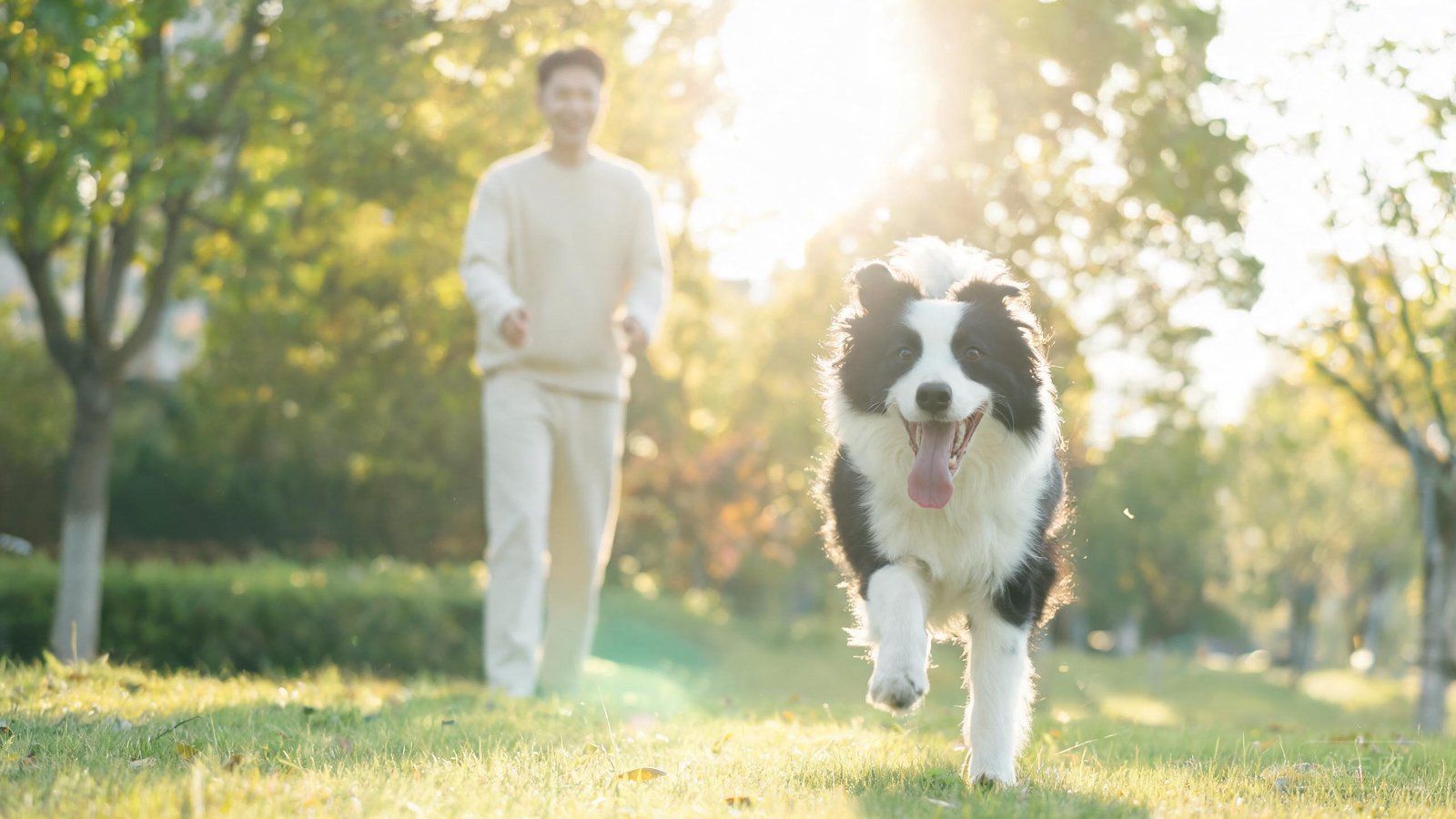 How much exercise does your dog really need?